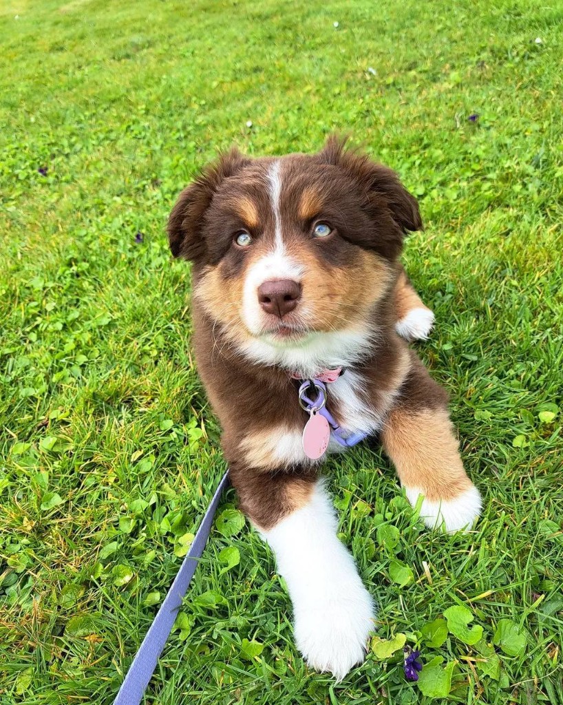 Ivy, an Australian Shepherd puppy