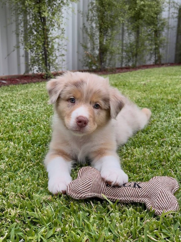 Jack, an Australian Shepherd puppy