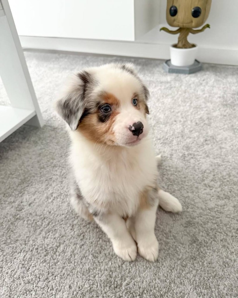Kiara, a Blue merle Australian Shepherd