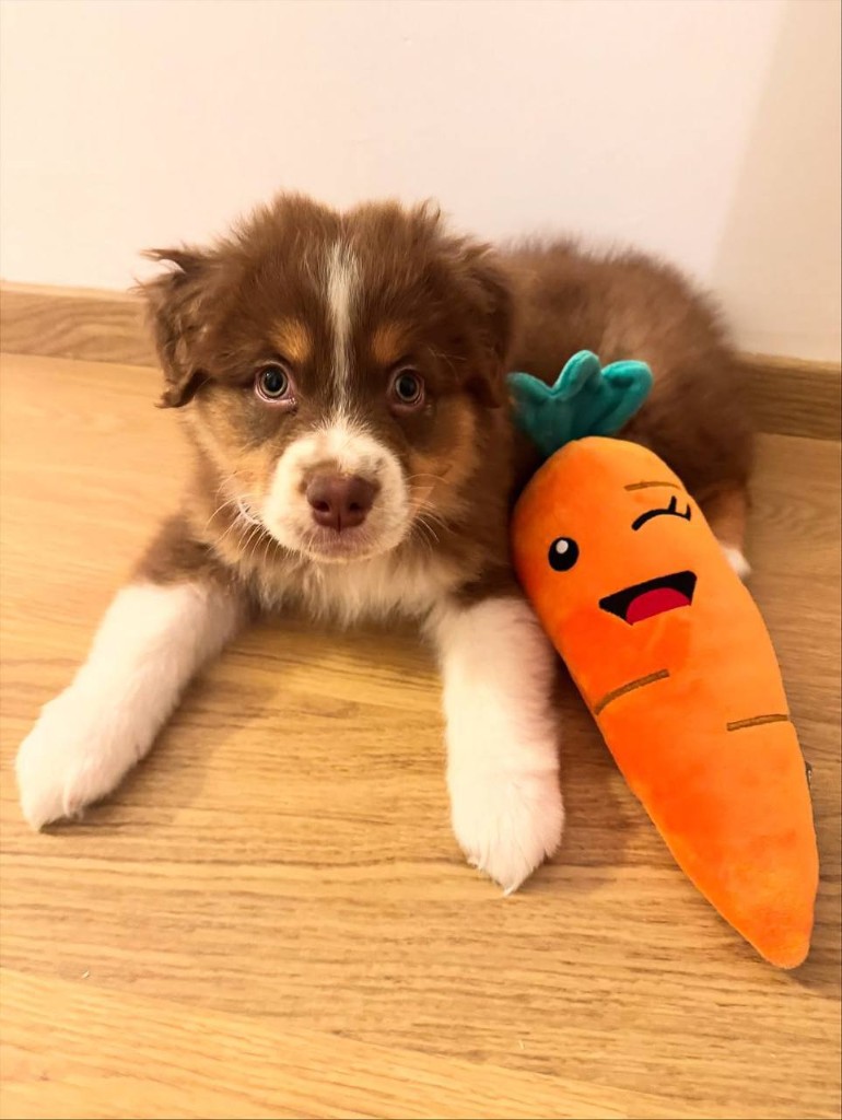 Leo, an Australian Shepherd puppy